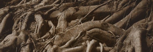 Rooted Parable Of The Sower Church Website Banner