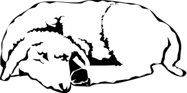 The Sleeping Lamb in Black and White
