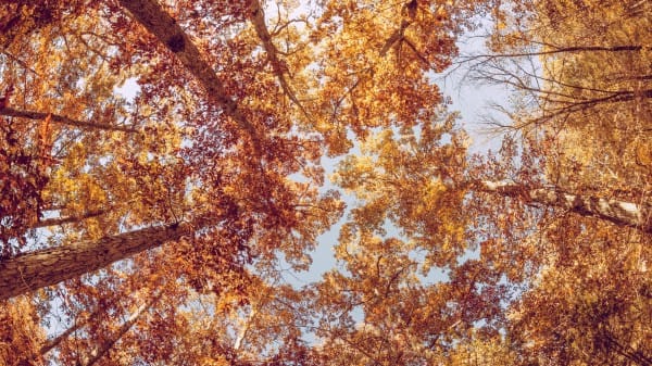 Fall Trees from Below Christian Stock Photo