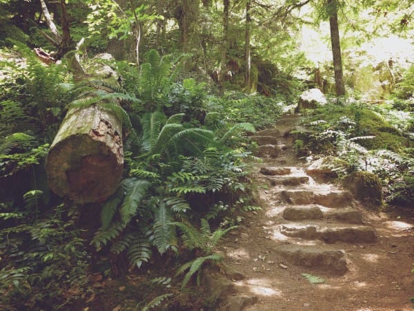 Forest Stairway Nature Worship Background