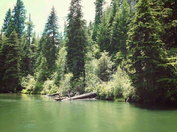 Forest Riverbank Worship Background