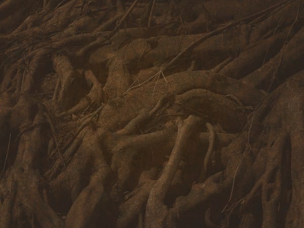 Rooted Parable Of The Sower Worship Background