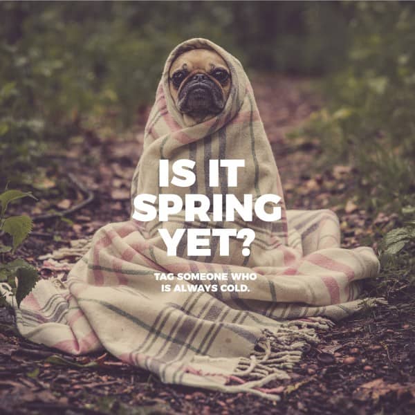 Is It Spring Social Media Graphic