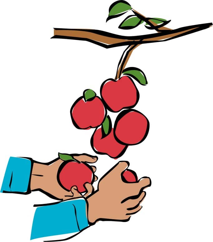 Hands Harvesting Apples
