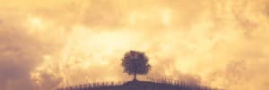 Vine and Branches Religious Website Banner