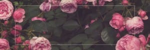Bed of Roses Church Website Banner