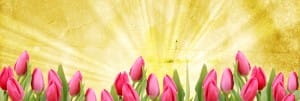 Tulip Website Banner Template