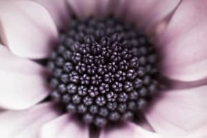 Flower Religious Stock Photo