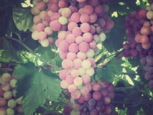 Grapes on the Vine Religious Stock Photo