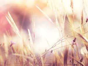 Authentic Faith Harvest Church Worship Background
