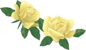 Two Yellow Rose Blossoms