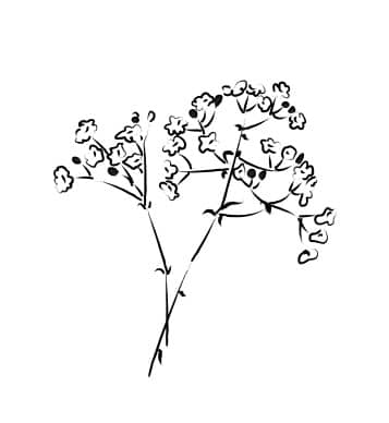 Baby's Breath coloring page | Free Printable Coloring Pages