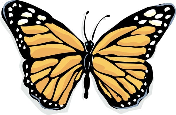 Light Orange Monarch Butterfly