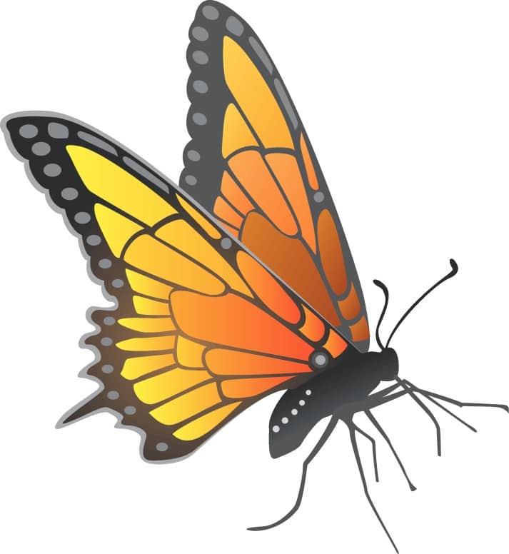 Modern Monarch butterfly resting
