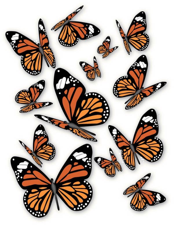 A bunch of Monarch Butterflies