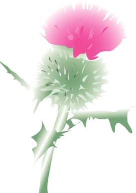 Pink Scottish Thistle Blossom