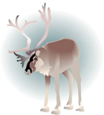 Reindeer Standing