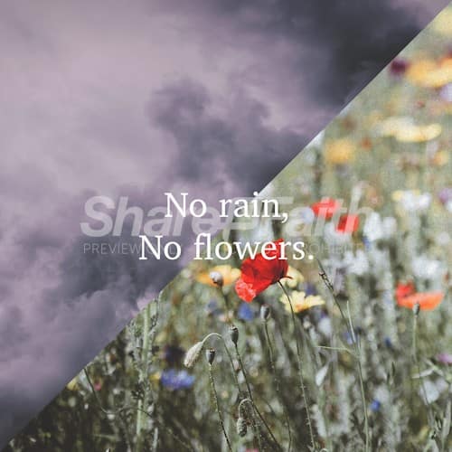 No Rain, No Flowers Social Media Graphic