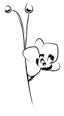 Elegant Flower Accent Sketch