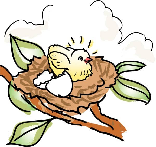Baby Bird in a Nest
