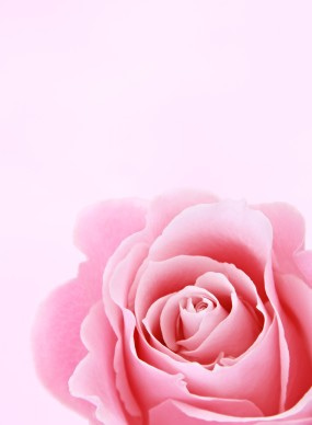 Rose Flower Christian Stock Images