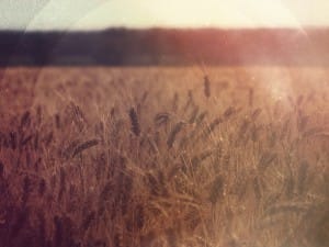 Field of Wheat Worship Background