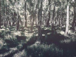 Shadows in the Forest Worship Background
