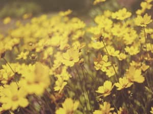Yellow Poppy Flowers Worship Background