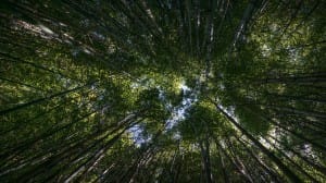 Bamboo Forest Treetops Religious Stock Photo
