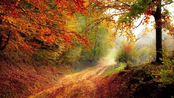 Autumn Leaves Falling on the Road Christian Stock Photo