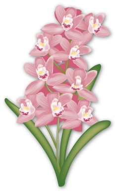 Pink Cymbidium Orchid for Tropical Event