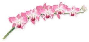 Pink Orchid Blossoms