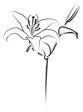 Easter Lily Line Art