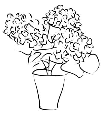 Hydrangea Arrangement in a Vase