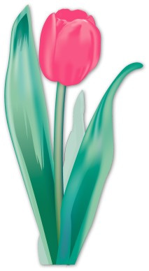Luminescent Pink Tulip Bulb