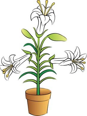 Potted Easter Lilies