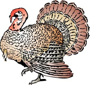 Woodcut Style Turkey with Color