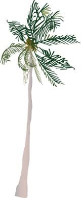Basic Palm Tree