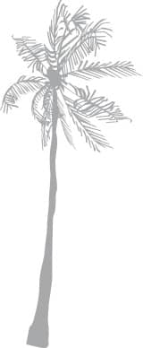 Basic Gray Palm Tree