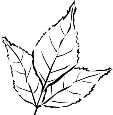 Woodcut Style Tri Leaf