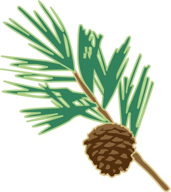 Pine Cone on Branch