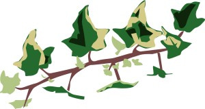 Variegated Ivy Branch