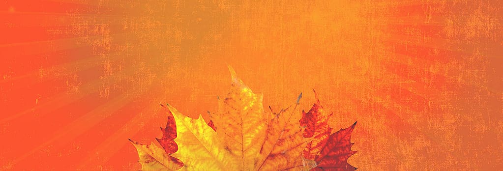 Harvest Palooza: Web Banner