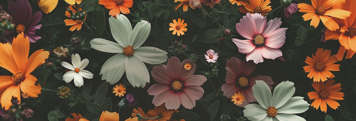 New Life In Christ: Web Banner