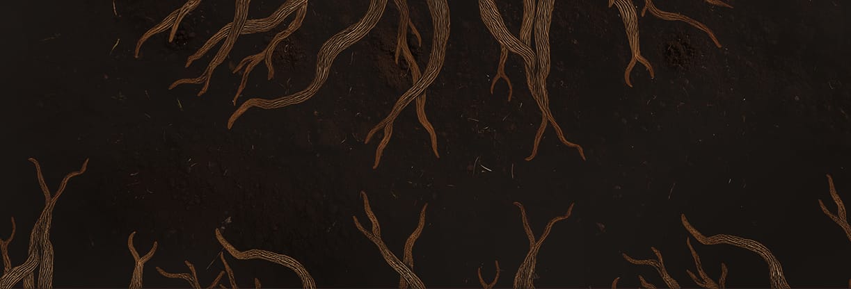 Rooted Rustic Roots: Web Banner