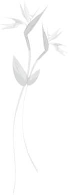 Wispy Sketch of Birds of Paradise