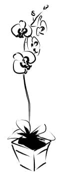 Orchid Flower Gift Planter