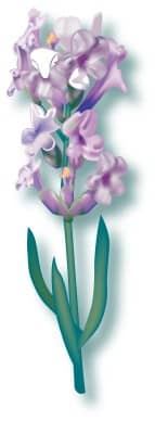 Cut Stalk of Purple Snapdragon