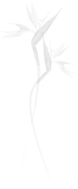 Birds of Paradise Watermark