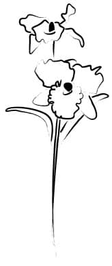 Sketched Orchid Blossom Pair